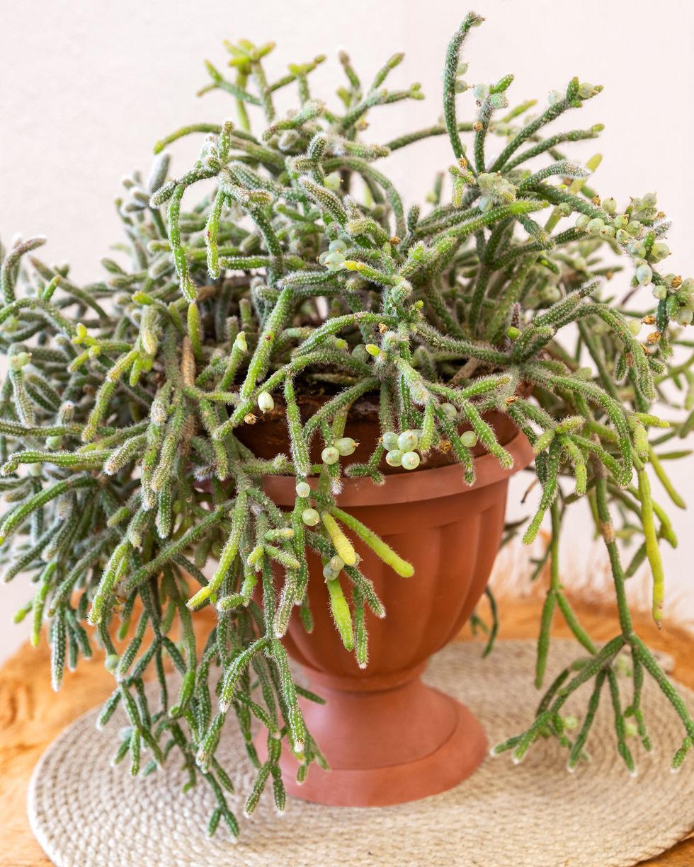 types of cactus mistletoe cactus rhipsalis horride