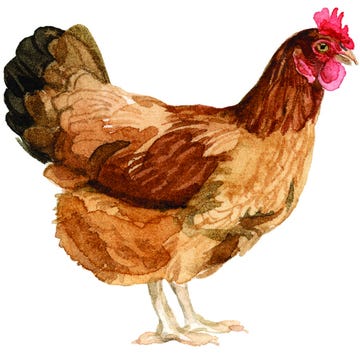 An Illustration of a Rhode Island Red Chicken