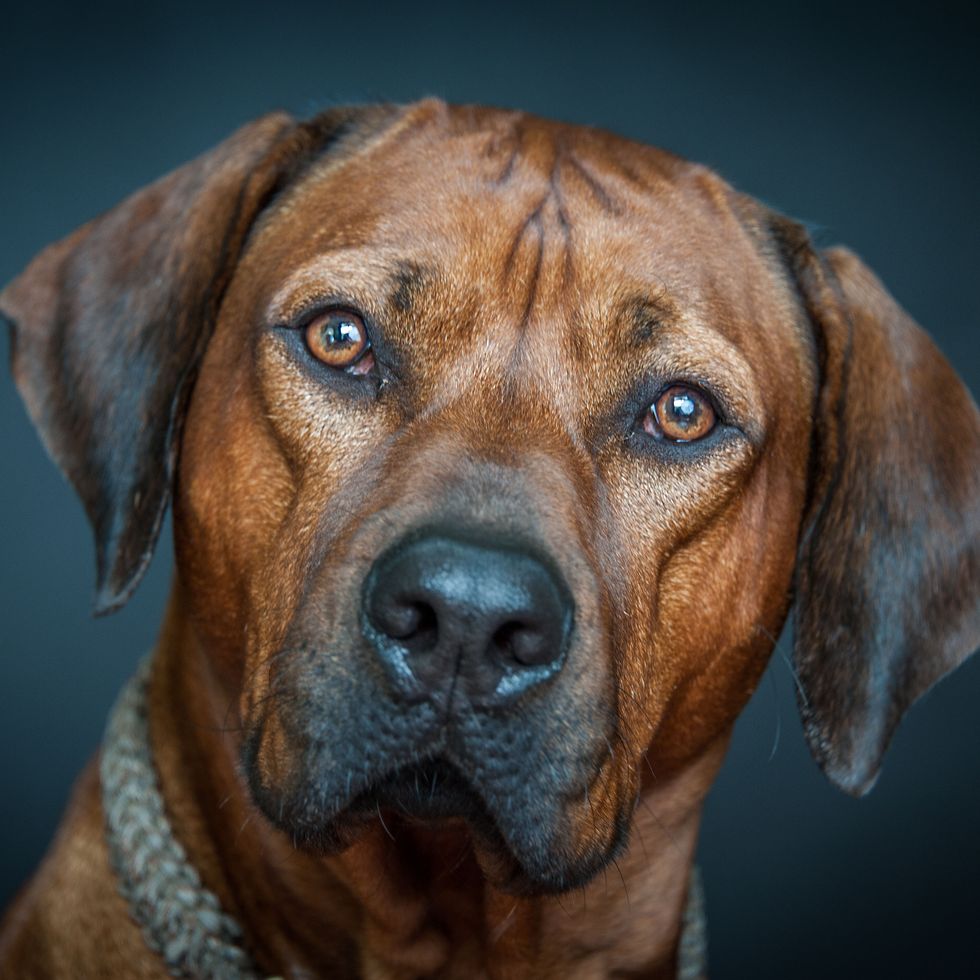 hound dog breeds rhodesian ridgeback