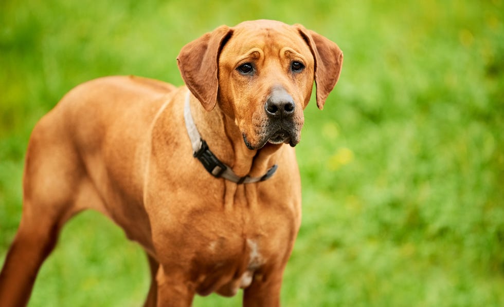15 lesser known dog breeds rhodesian ridgeback