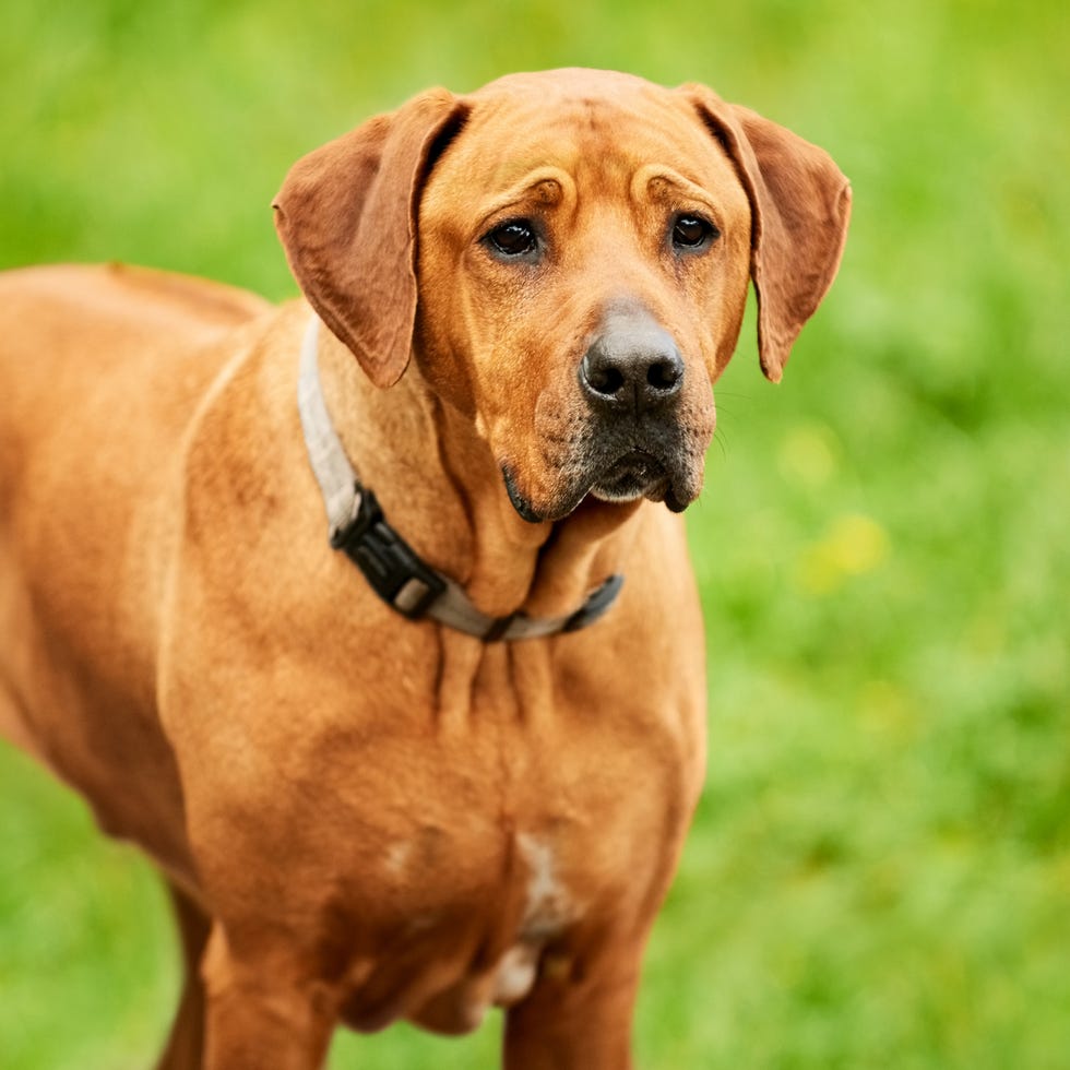 15 lesser known dog breeds rhodesian ridgeback 15 lesser known dog breeds rhodesian ridgeback