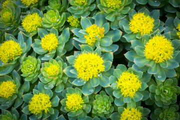 rhodiola rosea