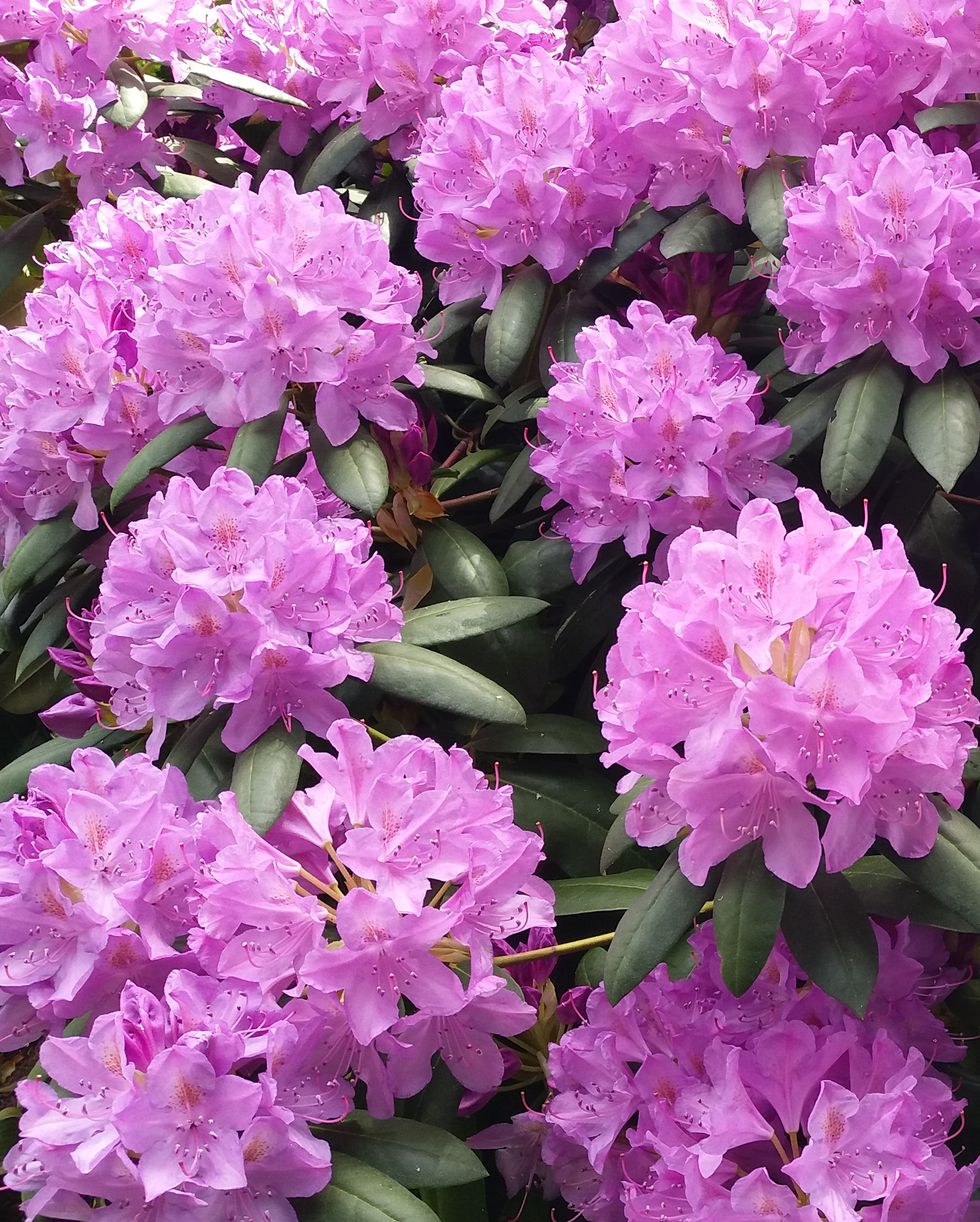plants harmful to dogs rhododendron