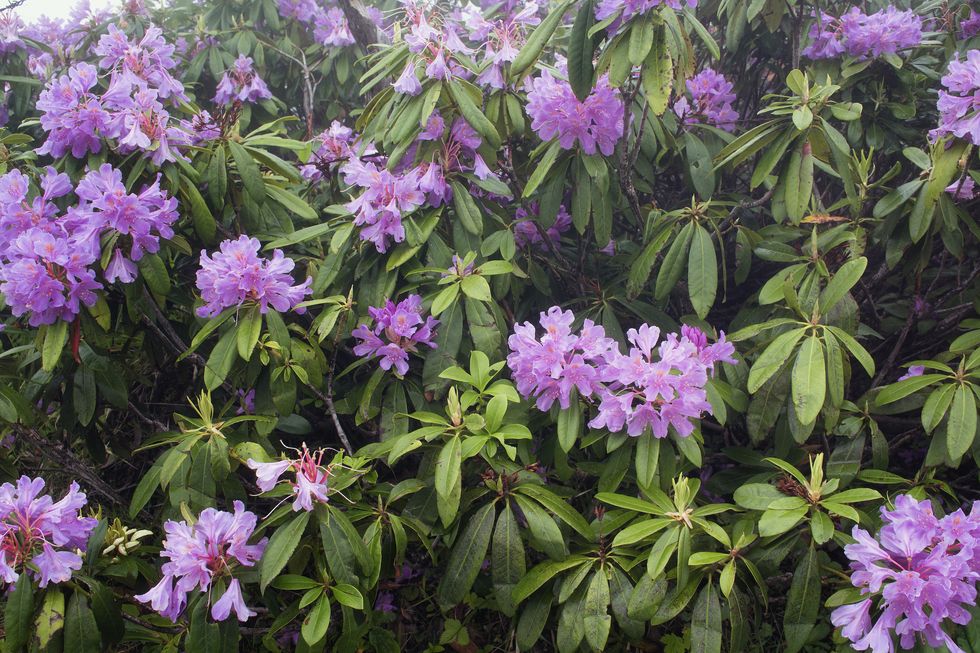 view of mountain roses rhododendron ponticum the image is captured in the mountain called sis of trabzon city located in black sea region of turkey