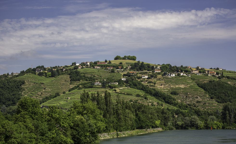 Rhone River and vineyards