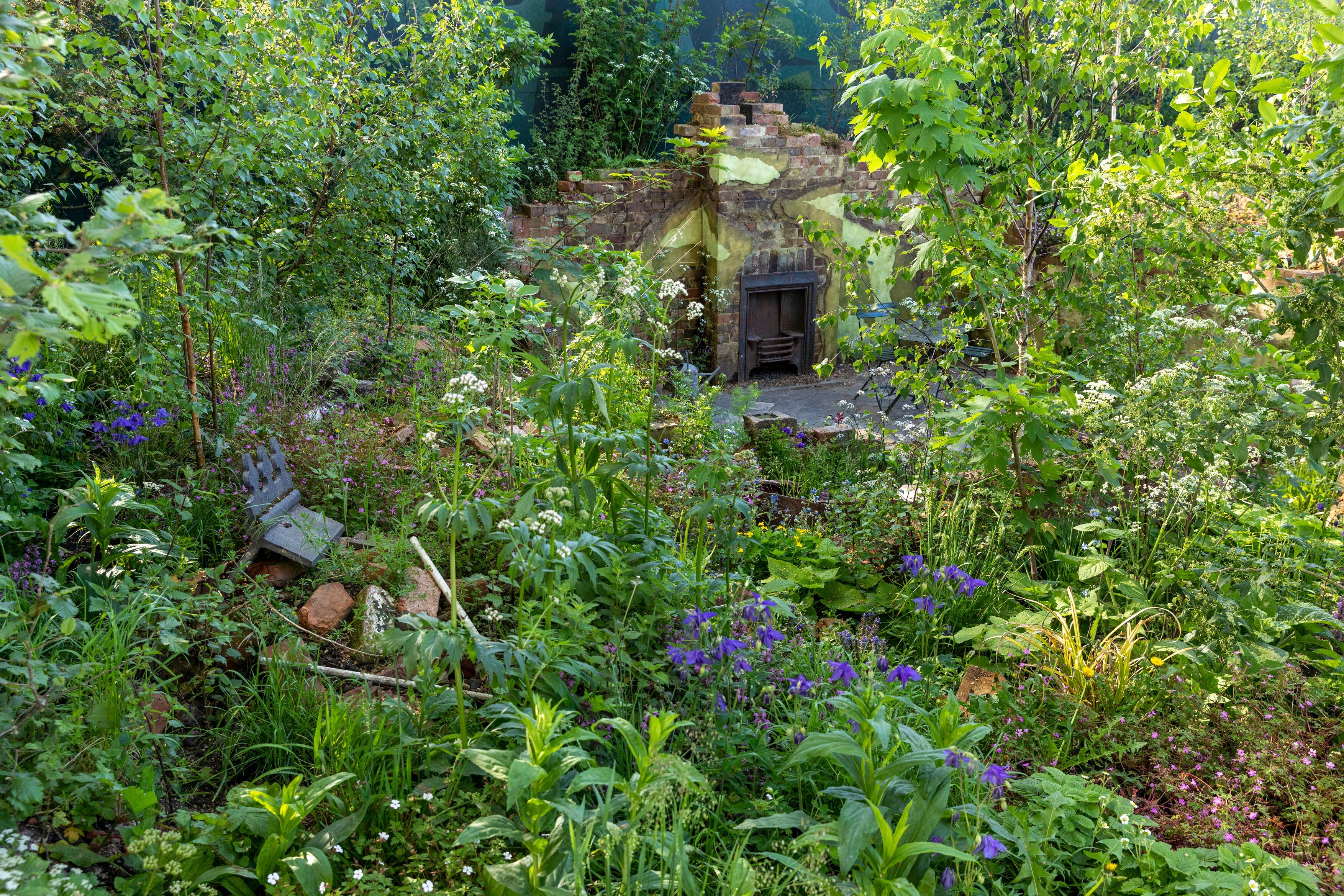 Silver leaf / RHS Gardening