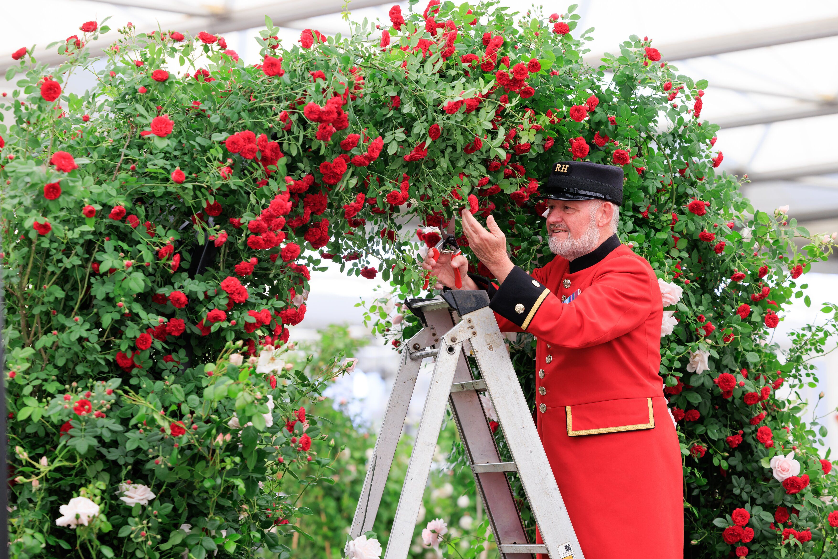 Chelsea Flower Show 2024 Guide What To Expect   Rhs Chelsea Flower Show Preparations 2023 651eb3c71044b 