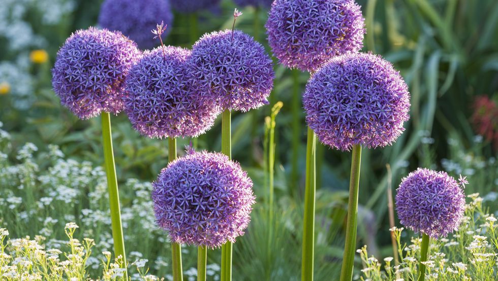 rhs garden, wisley, surrey allium globemaster onion, bulb, purple