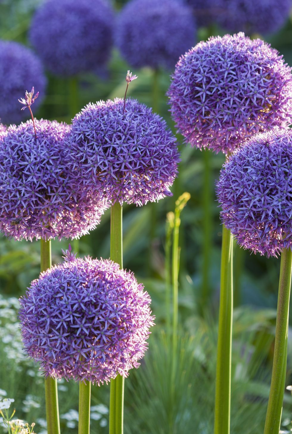rhs garden, wisley, surrey: allium globemaster onion, bulb, purple
