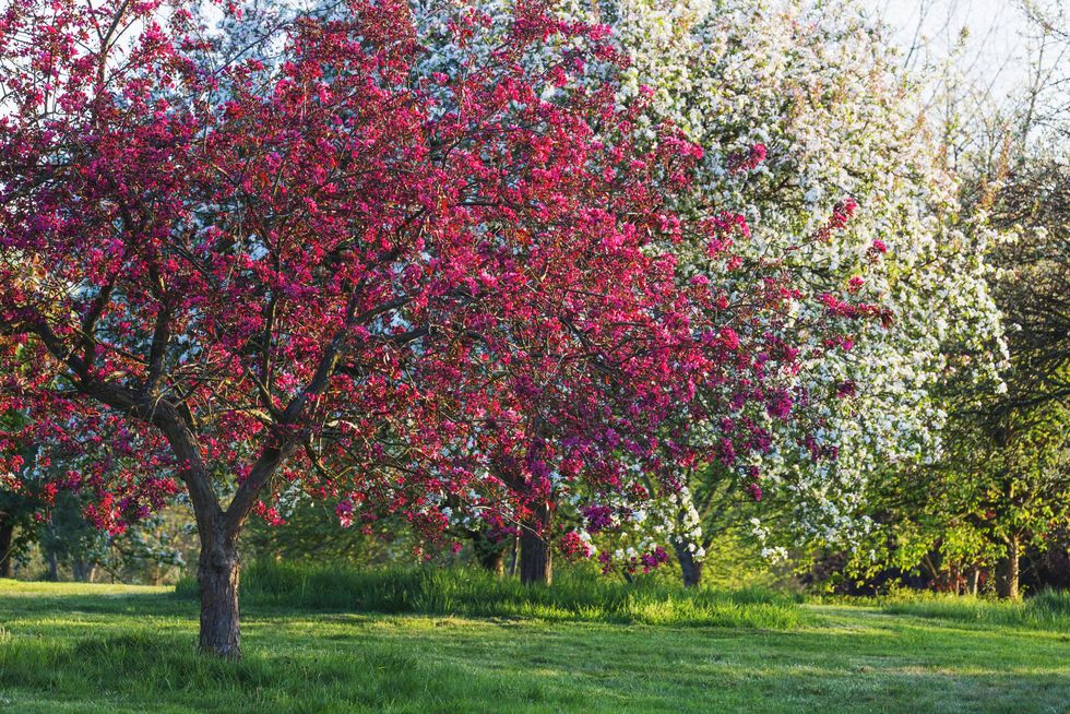 rhs garden, wisley, surrey: pink flowering apple malus x moerlandsii liset spring, blossom ap