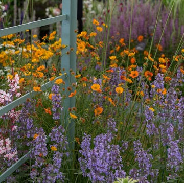 rhs hampton court palace garden festival 2021 hardy's cottage garden plants rhs master grower