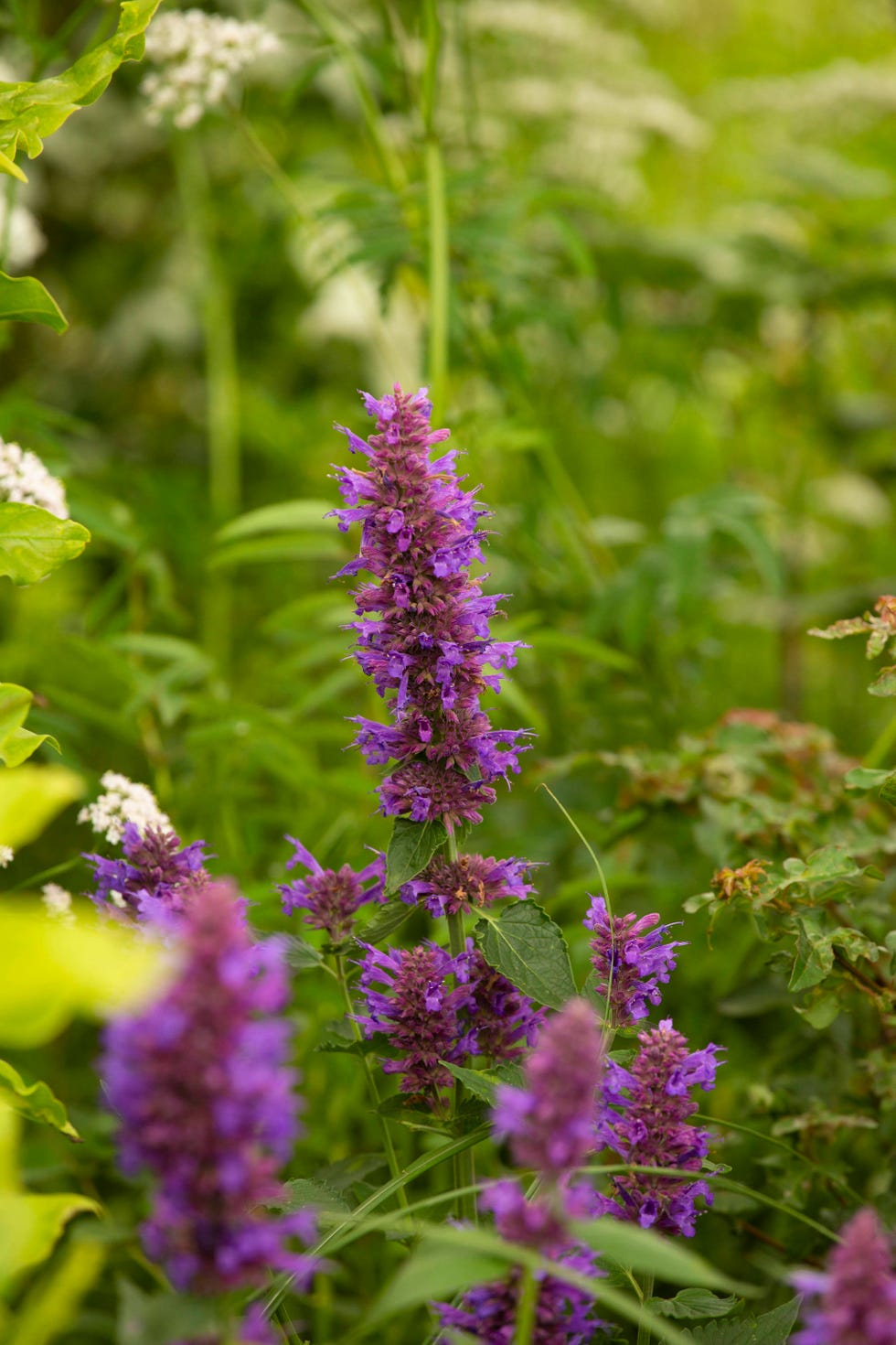 RHS Hampton: How British Gardens May Look In The Future