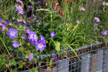 rhs hampton court palace garden festival 2023