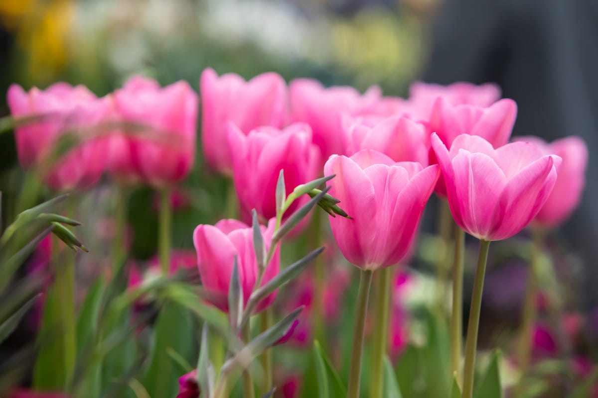 RHS Malvern Spring Festival 2022: Dates, Tickets, Gardens