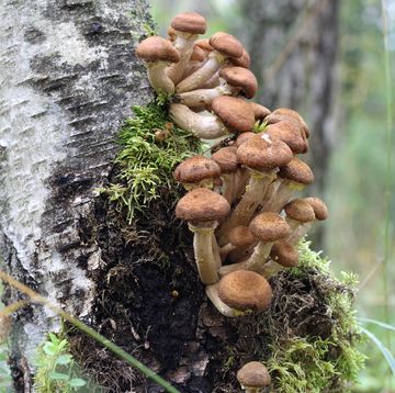 armillaria mellea is a plant pathogen and a species of honey fungus it causes armillaria root rot in many plant species the mushrooms are edible but some people may be intolerant to them