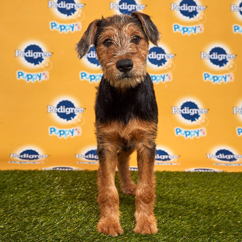 Dog, Mammal, Vertebrate, Dog breed, Canidae, Carnivore, Puppy, Airedale terrier, Terrier, Snout, 