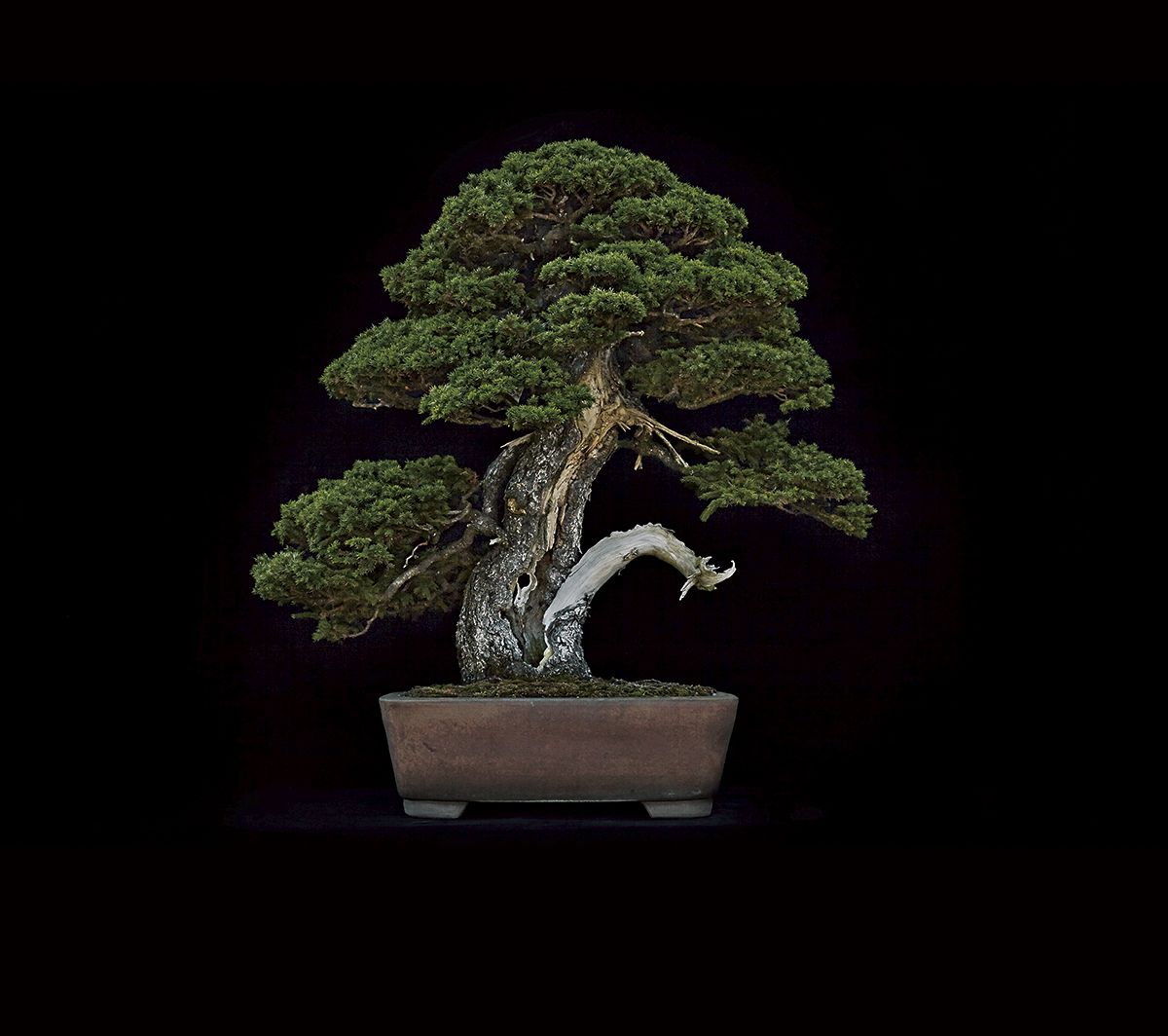 大観展2022 #bonsai #京都 #Kyoto #bonsaiexhibition #art #高松盆栽