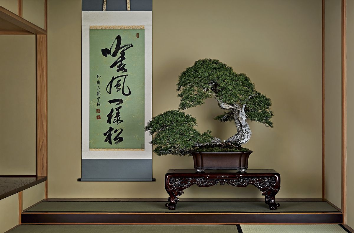 大観展2022 #bonsai #京都 #Kyoto #bonsaiexhibition #art #高松盆栽