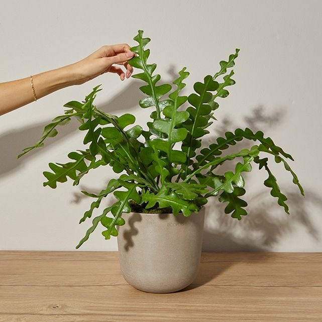 The Coolest Houseplants That Are Actually Easy To Take Care Of