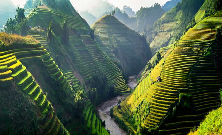 rice fields on terraces in the sun at mucangchai, vietnam