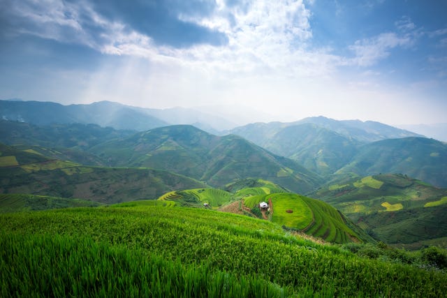 rice fields terraced chaing mai
