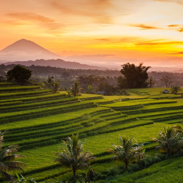 rice terraces at sunrise, bali, indonesia