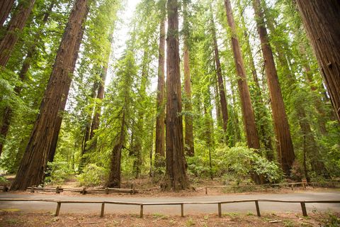 Het Richardson Grove State Park was een van de eerste sequoiaparken in Californi en werd in 1922 ingesteld In dit gebied staan kustsequoias van meer dan negentig meter hoog en stroomt een rivier waar bezoekers mogen zwemmen en vis vangen mits ze die daarna weer terugzetten