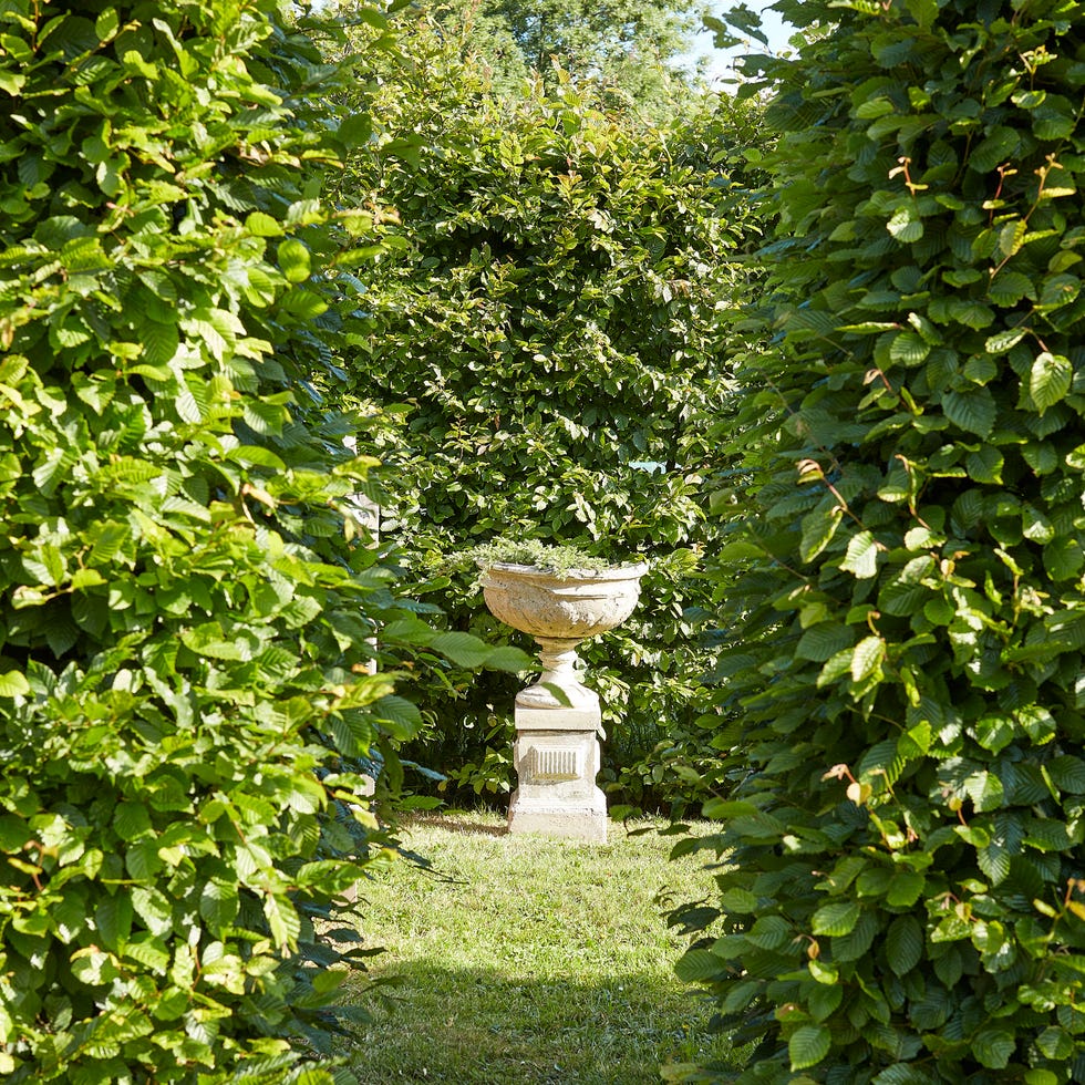 an antique cast stone urn rises between hornbeam hedges