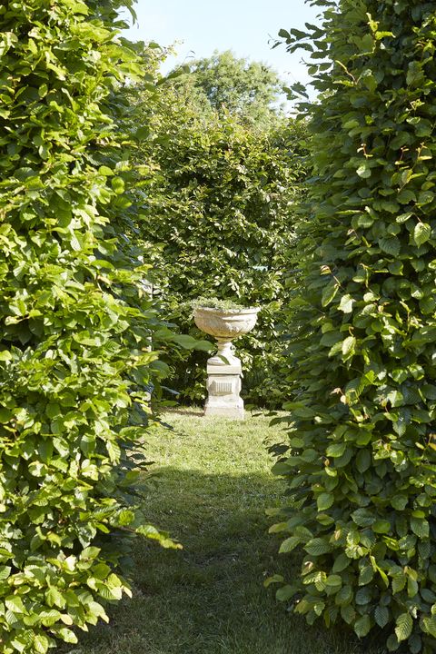 an antique cast stone urn rises between hornbeam hedges