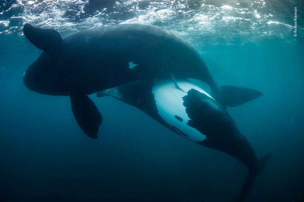 New life for the tohorā by Richard Robinson, New Zealand Winner, Oceans: The Bigger Picture In de negentiende eeuw waren zuidkapers in NieuwZeeland bijna uitgestorven door de jacht Dat maakt dit beeld van twee copulerende volwassenen nog magischer Richard Robinson legde de liefdesaffaire vast met een vergunning van de NieuwZeelandse regering Het beeld is de winnaar in de categorie Oceans The Bigger Picture
