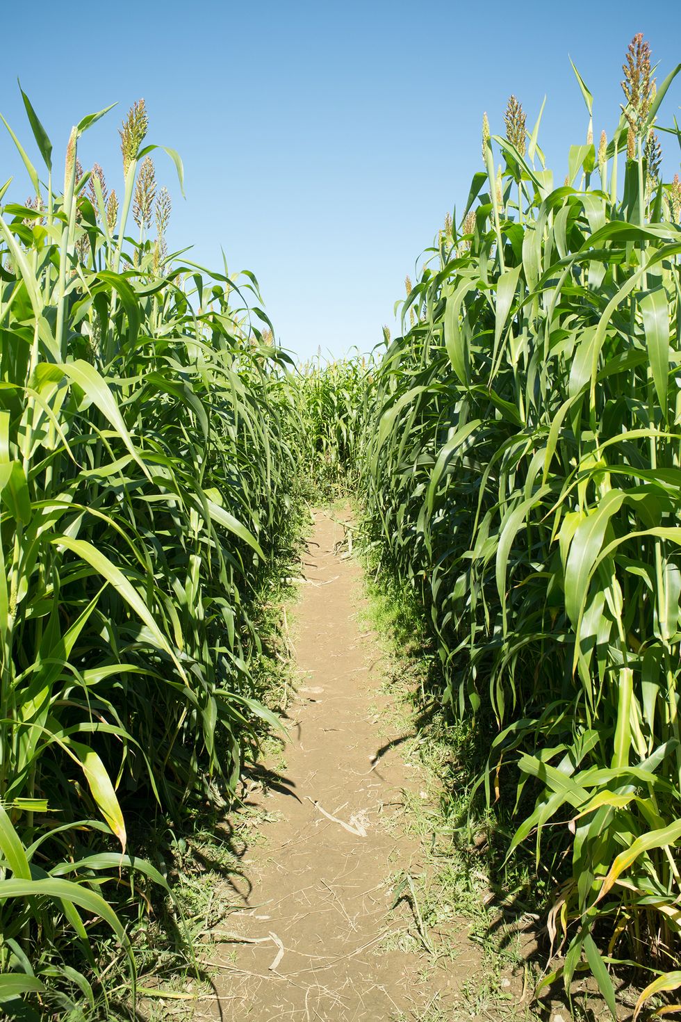 richardson corn maze spring grove illinois