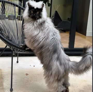 様々な猫のsnsスターがいる中でも、今注目したいのがinstagramで10万人のフォロワーを持つメインクーンのリッチー。ユニークでふわふわな毛と、人懐っこいキャラクターが魅力で、世界中にファンがいる人気者。今回はそんなリッチーを深掘り！
