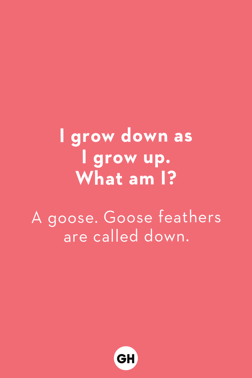 a riddle for kids that says q i grow down as i grow up what am i a a goose goose feathers are called down
