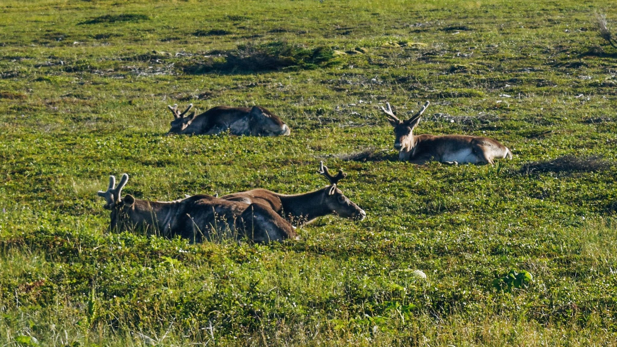in search of the wild reindeer