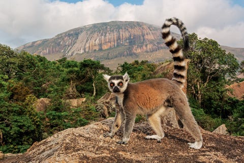 In het Andringitramassief op Madagaskar maakt een met uitsterving bedreigde ringstaartmaki oogcontact met de fotograaf