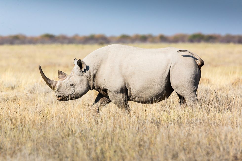 Rhinoceros, Mammal, Vertebrate, White rhinoceros, Wildlife, Black rhinoceros, Horn, Terrestrial animal, Indian rhinoceros, Safari, 