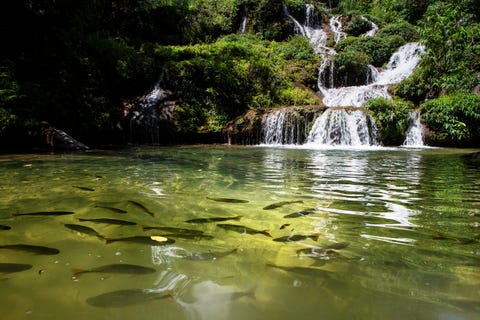 De Rio do Peixe is een van de vele plekken in de Braziliaanse deelstaat Mato Grosso do Sul waar je vissen en watervallen kunt bewonderen