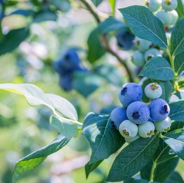 Ripe blueberries on a branch in a blueberries orchard.