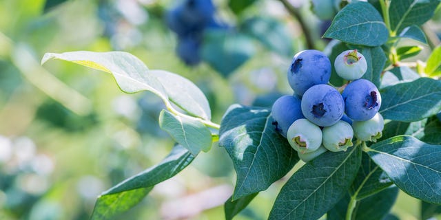 Ripe blueberries on a branch in a blueberries orchard.