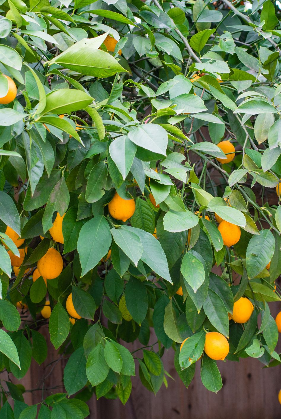ripe california meyer lemons ready for harvest
