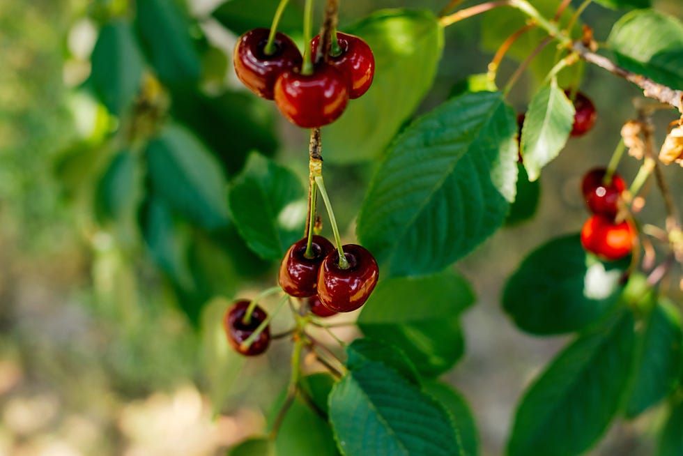 ripe cherries on a tree