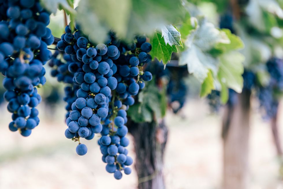 ripe grapes hanging on the vine at bordeaux region vineyards