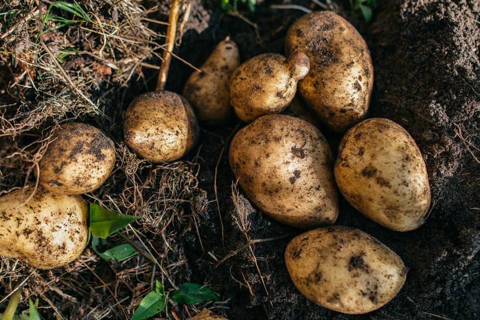 ripe organic potato in private garden.