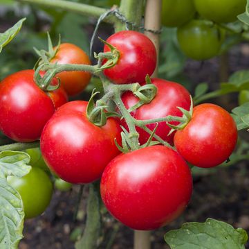 tomato growing mistakes