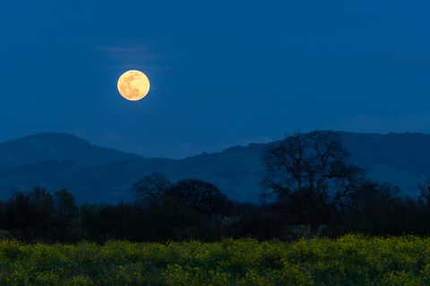 Rising Full Moon on the first day of Spring with Mustard plant in bloom and Oak trees, Sonoma County, California.