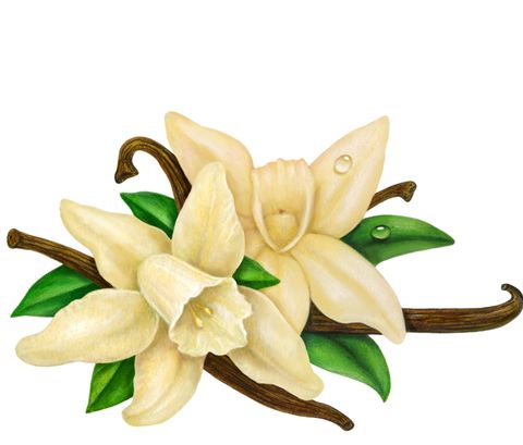 Chanel convierte a la vanilla planifolia en la estrella de su tratamiento de belleza casero.