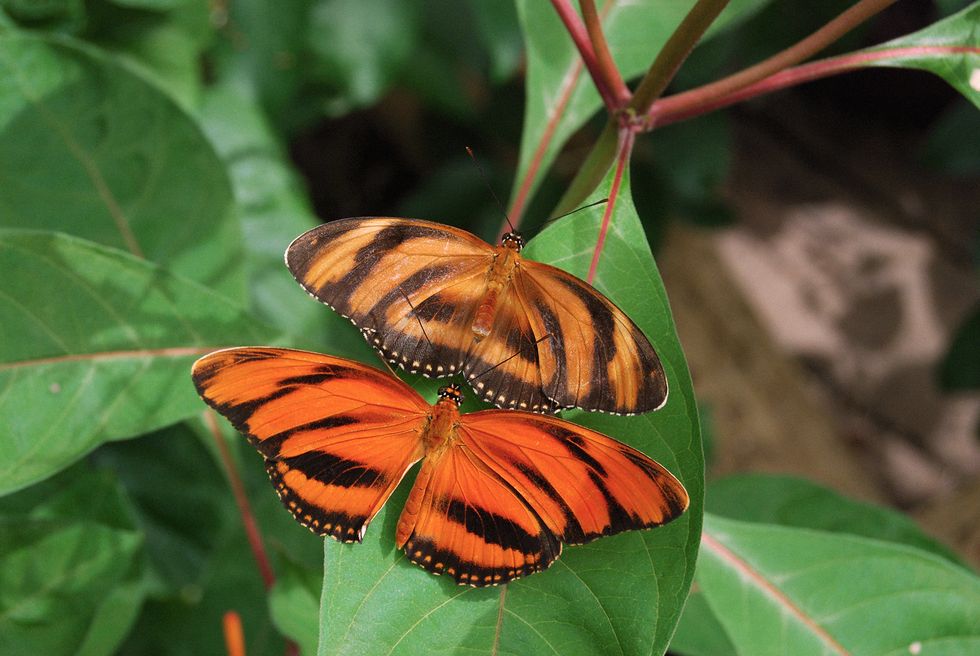Banded Orange Longwing Butterfly