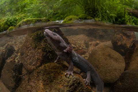 Deze Pacifische reuzensalamander komt naar de oppervlakte om lucht te happen Hoewel deze salamanders in het water worden geboren kunnen ze uiteindelijk kiezen om waterdieren te blijven of zich tot landdieren te transformeren Volwassen aquatische reuzensalamanders behouden hun kieuwen om onderwater te kunnen ademhalen maar af en toe komen ze boven om een voorraad lucht in te slaan