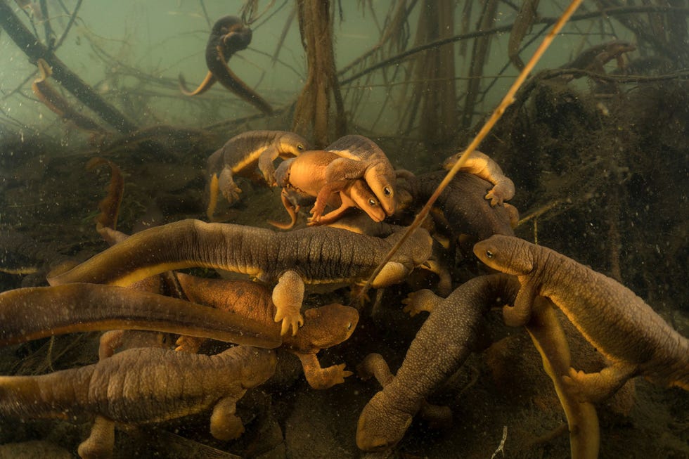 Elke winter komen ruwe salamanders naar dezelfde plek in de rivier Willamette om te paren Na acht jaar en duizenden fotos wist David Herasimtschuk uiteindelijk de perfecte salamanderfoto te makenUit Duik diep in de onderbelichte wereld van zoetwaterdieren januari 2019
