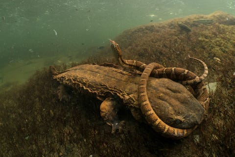 https://www.nationalgeographic.com/content/dam/animals/2018/12/river-life/river-life-tennesseehellbenderwatersnake_freshwatersillustrated.jpg Deze reuzensalamander een zogenaamde modderduivel hoopt een waterslang neorida sipedon te kunnen verorberen Volgens fotograaf David Herasimtschuk is dit waarschijnlijk de eerste foto ooit van een modderduivel die een poging doet om een slang op te etenUit Duik diep in de onderbelichte wereld van zoetwaterdieren januari 2019
